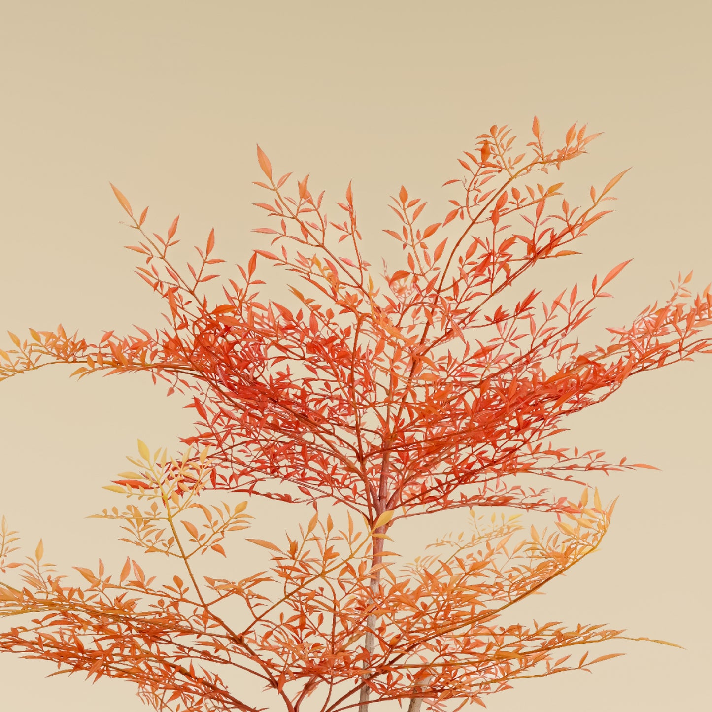 Heavenly Bamboo (Autum) 5.6 Feet