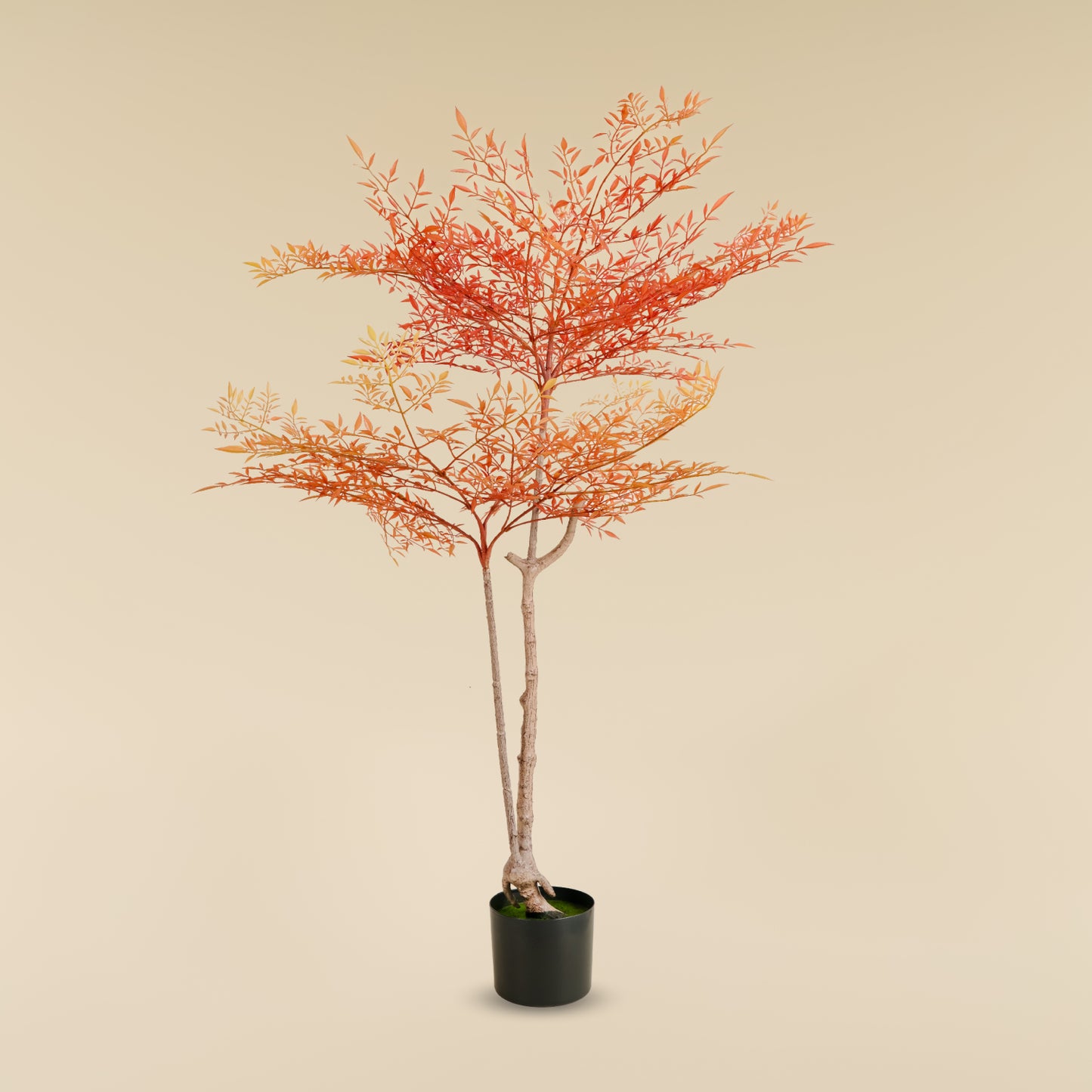 Heavenly Bamboo (Autum) 5.6 Feet