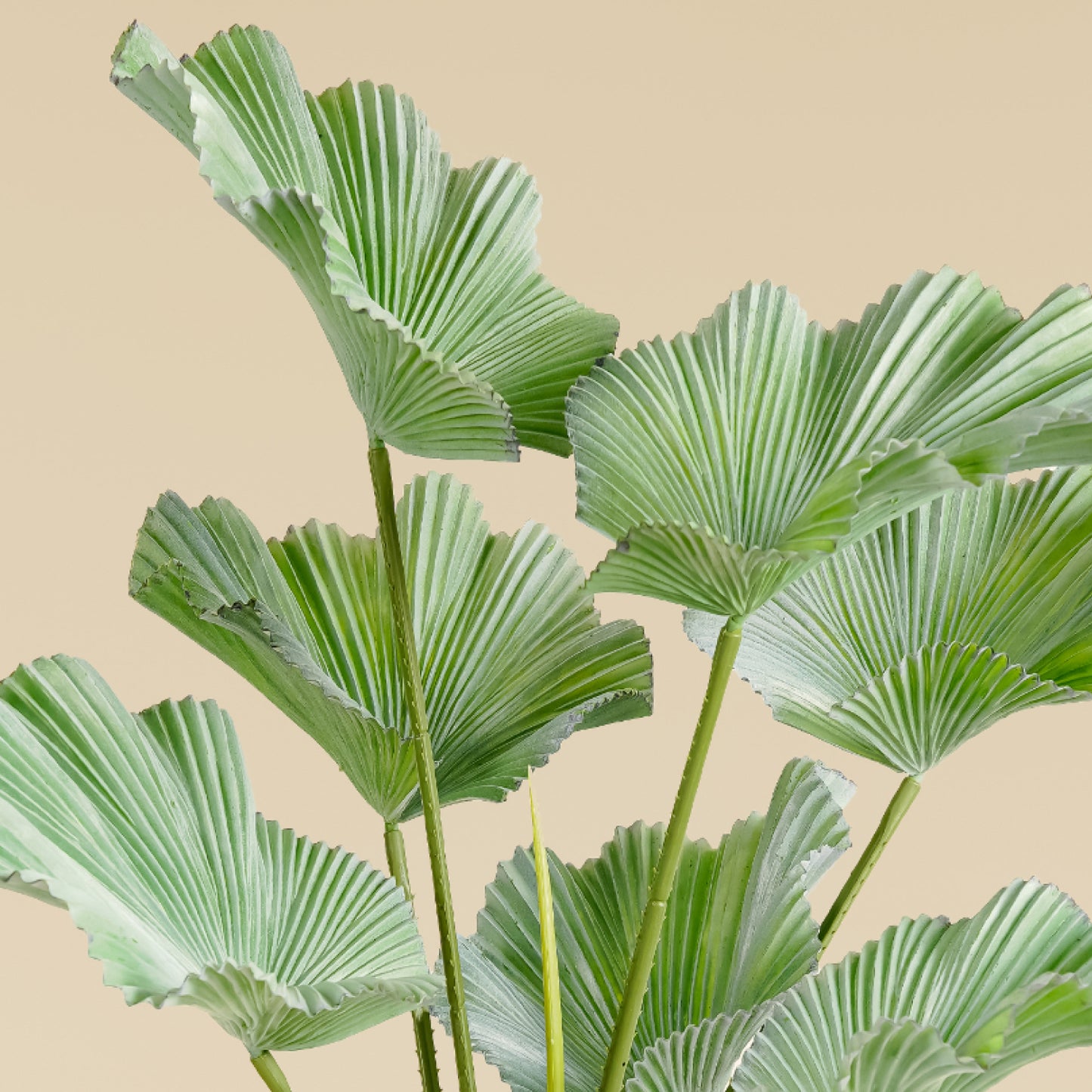Japanese Ruffled Fan Palm (7 Leaves)