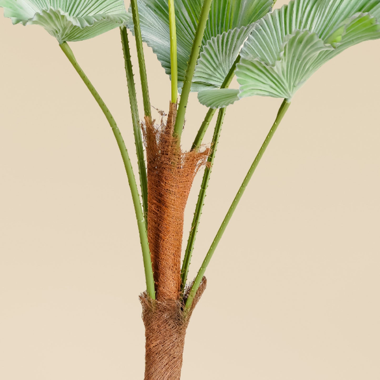 Japanese Ruffled Fan Palm (7 Leaves)