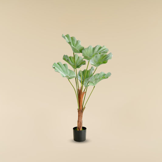 Japanese Ruffled Fan Palm (7 Leaves)