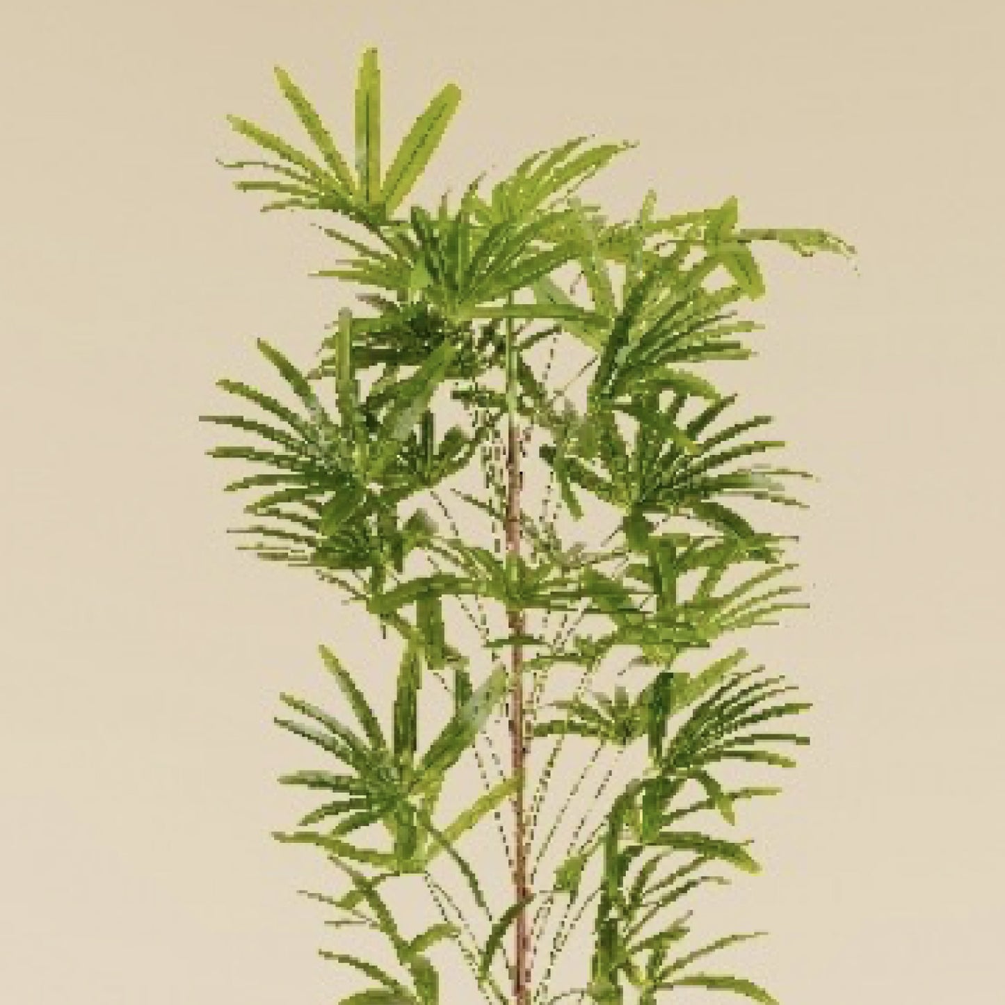 Lady Palm  5.2 Feet