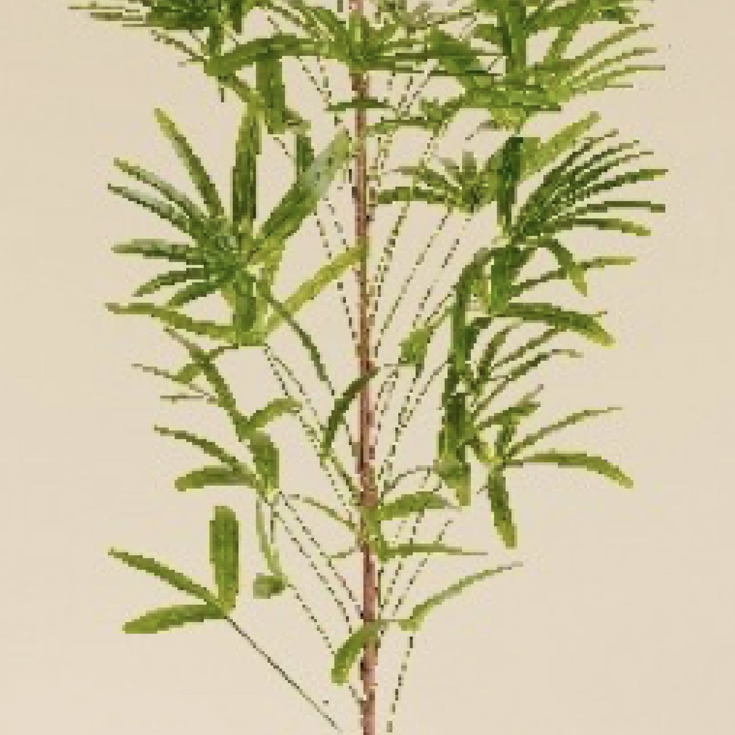 Lady Palm  5.2 Feet
