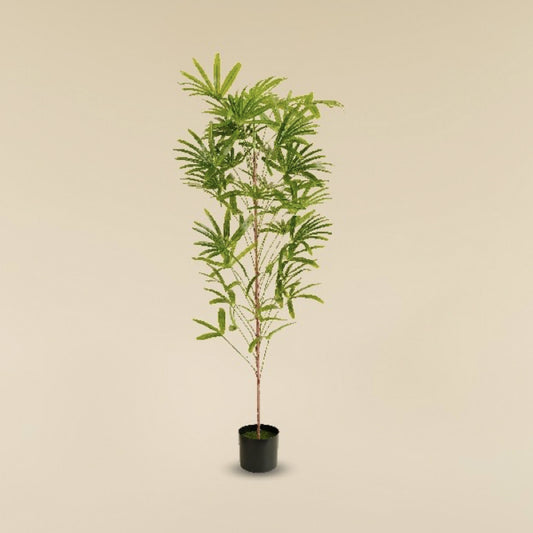 Lady Palm  5.2 Feet