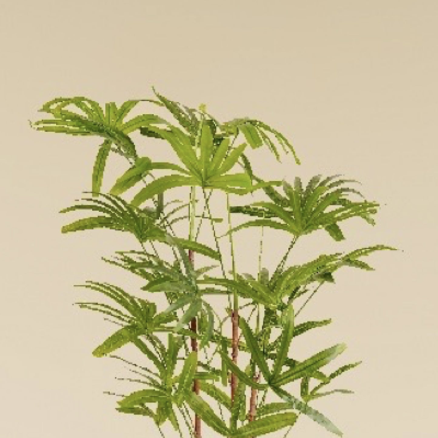 Lady Palm 4.1 Feet