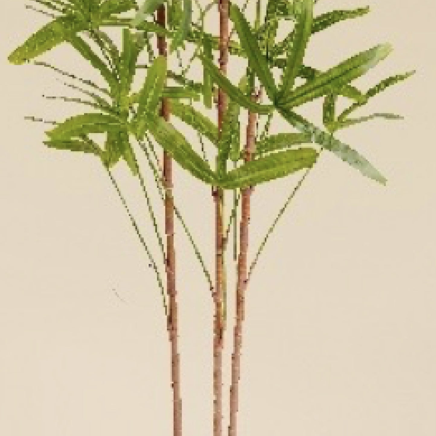 Lady Palm 4.1 Feet