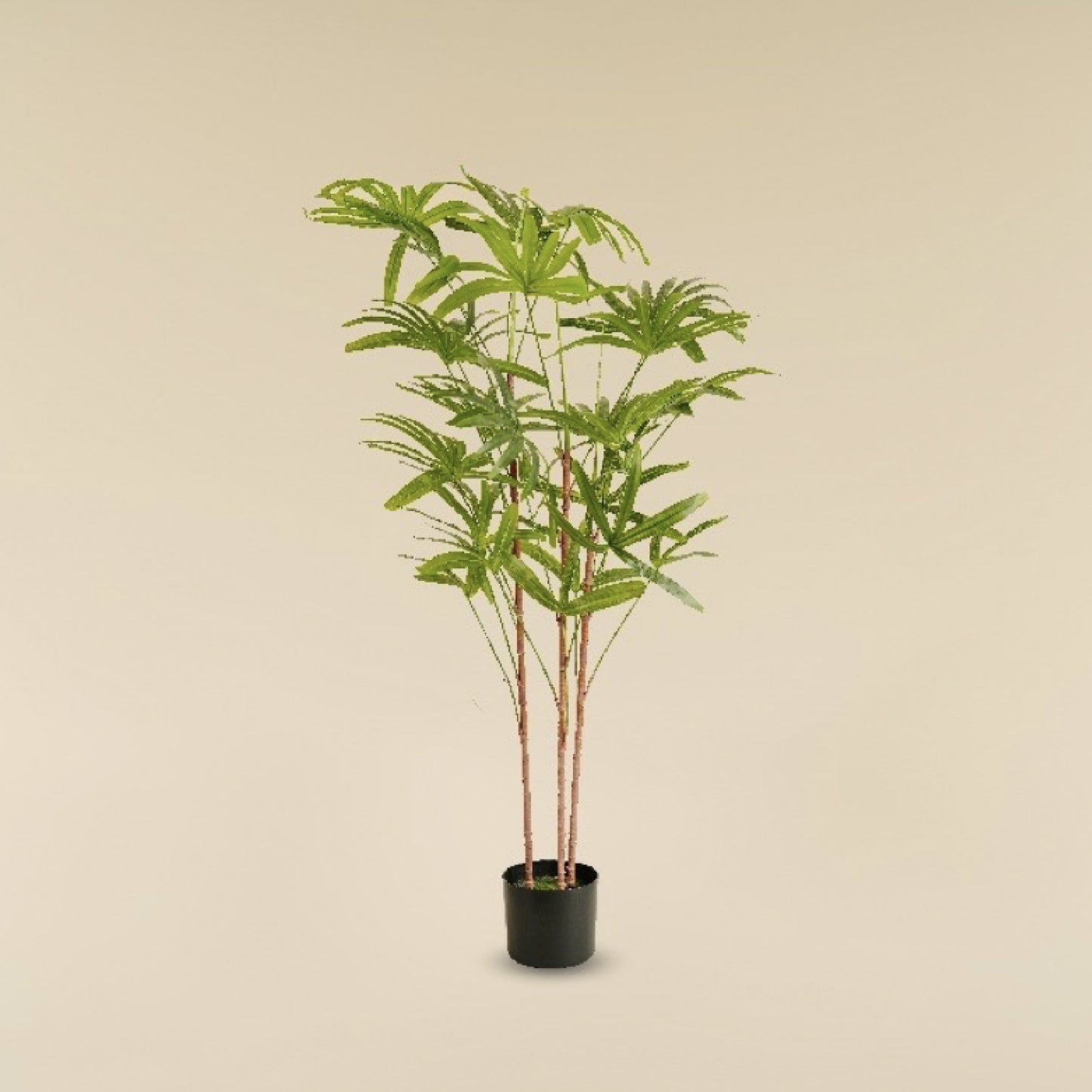 Lady Palm 4.1 Feet
