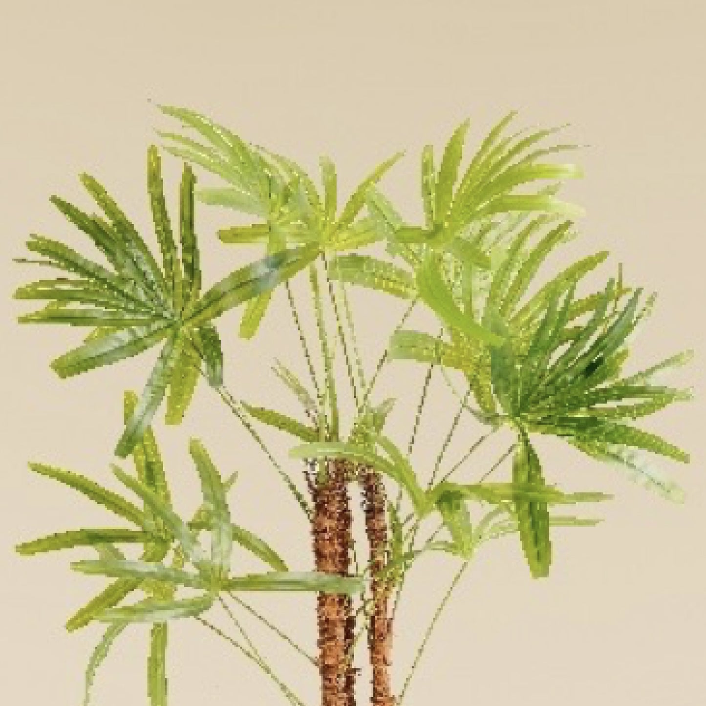 Lady Palm 3 Feet