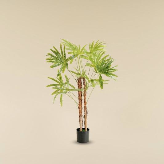 Lady Palm 3 Feet