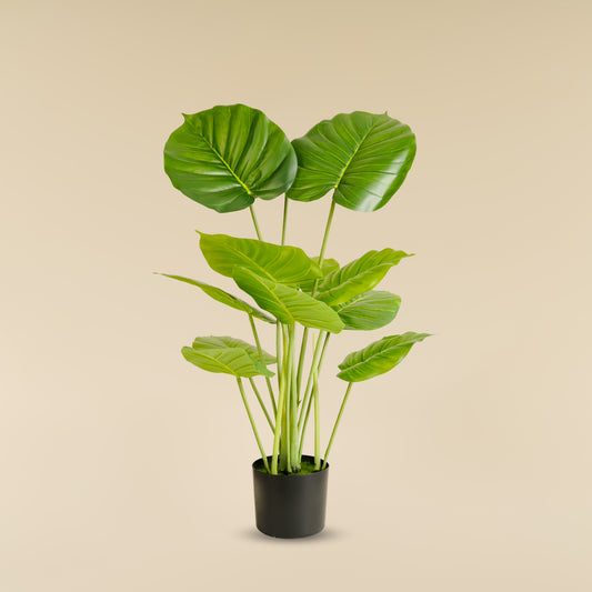 Money Plant (12 leaves)