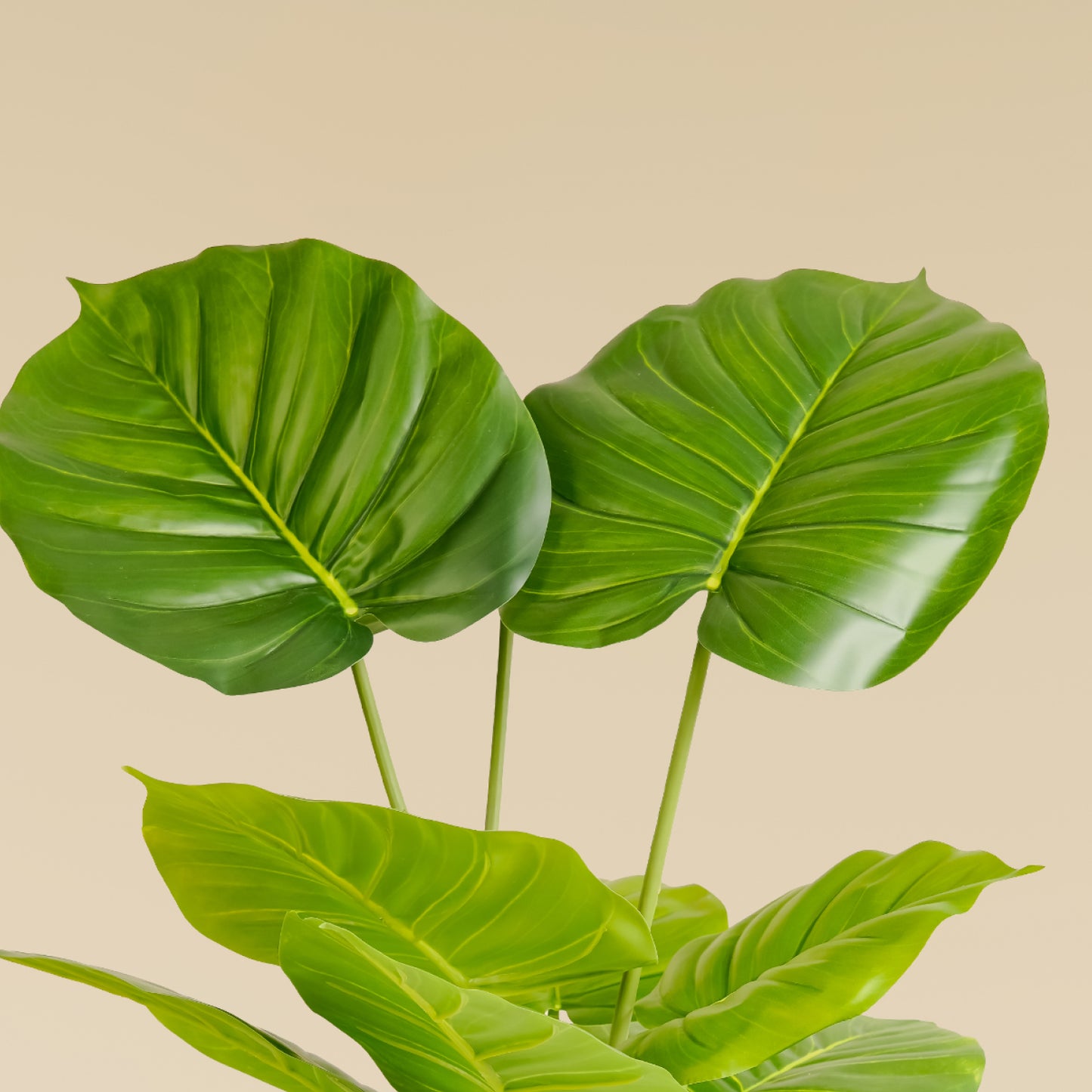 Money Plant (12 leaves)