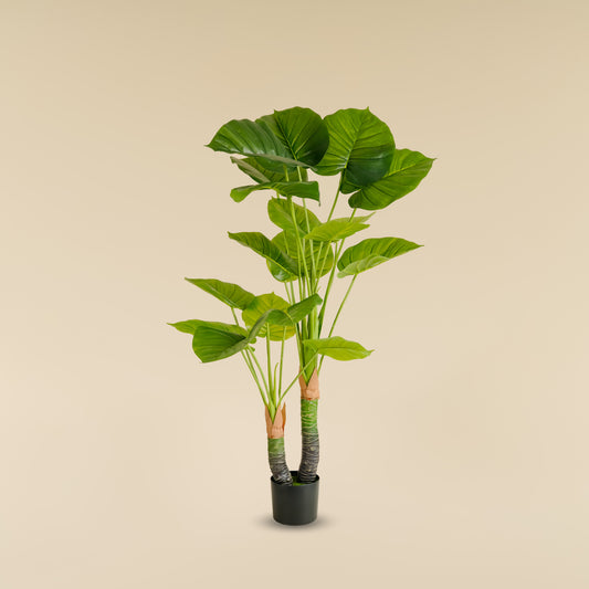 Money Plant (18 leaves)
