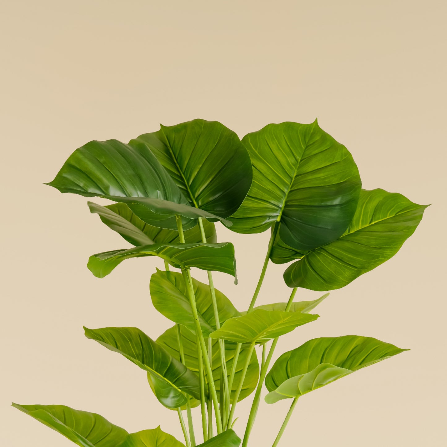 Money Plant (18 leaves)