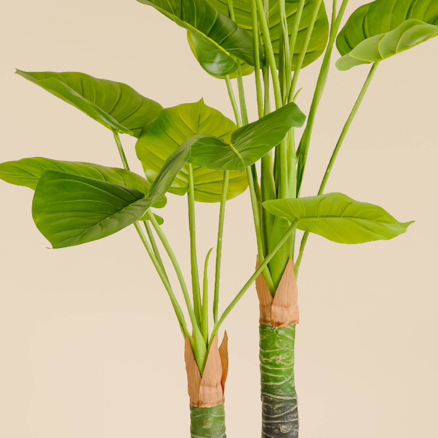 Money Plant (18 leaves)