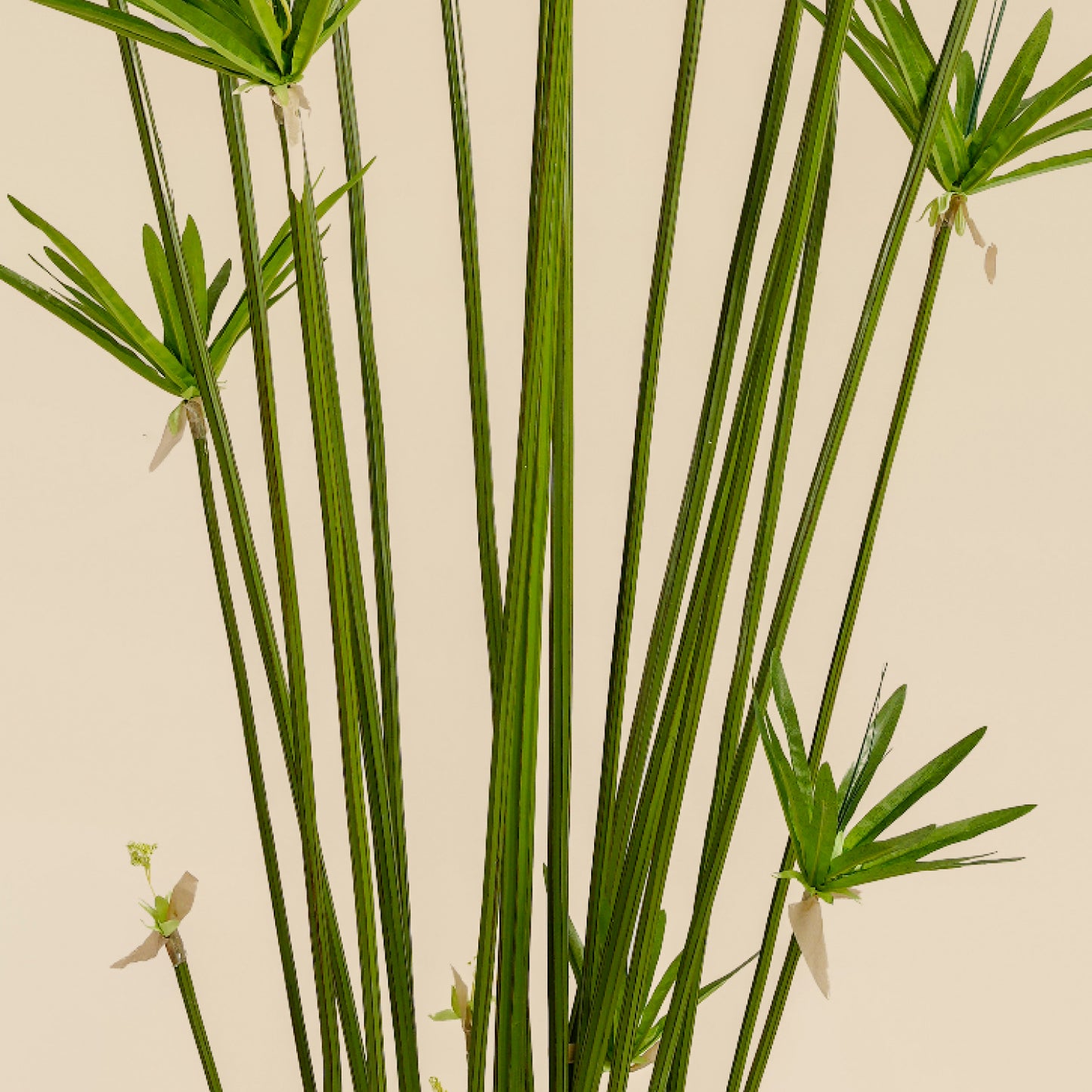 Artificial Umbrella Grass (22 Branches)