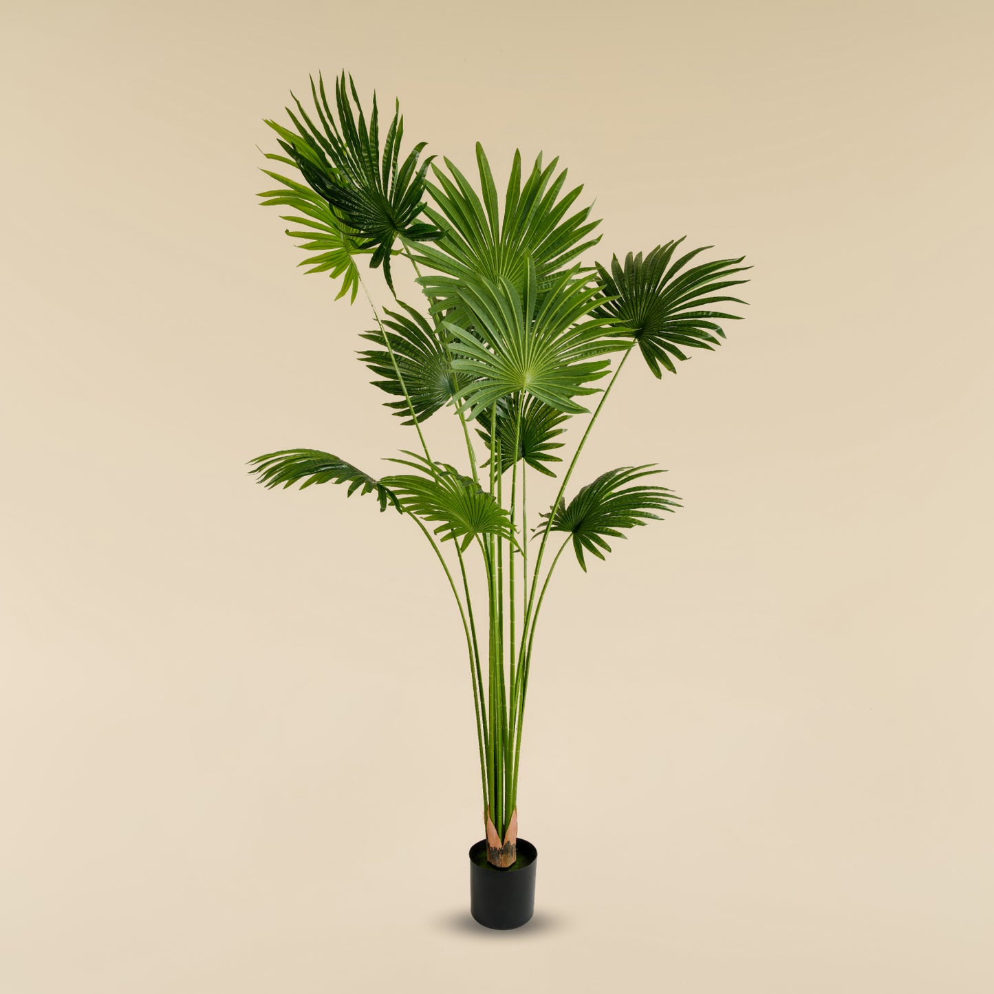 Fan Palm (11 leaves)