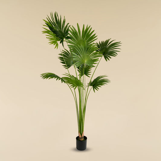 Fan Palm (11 leaves)