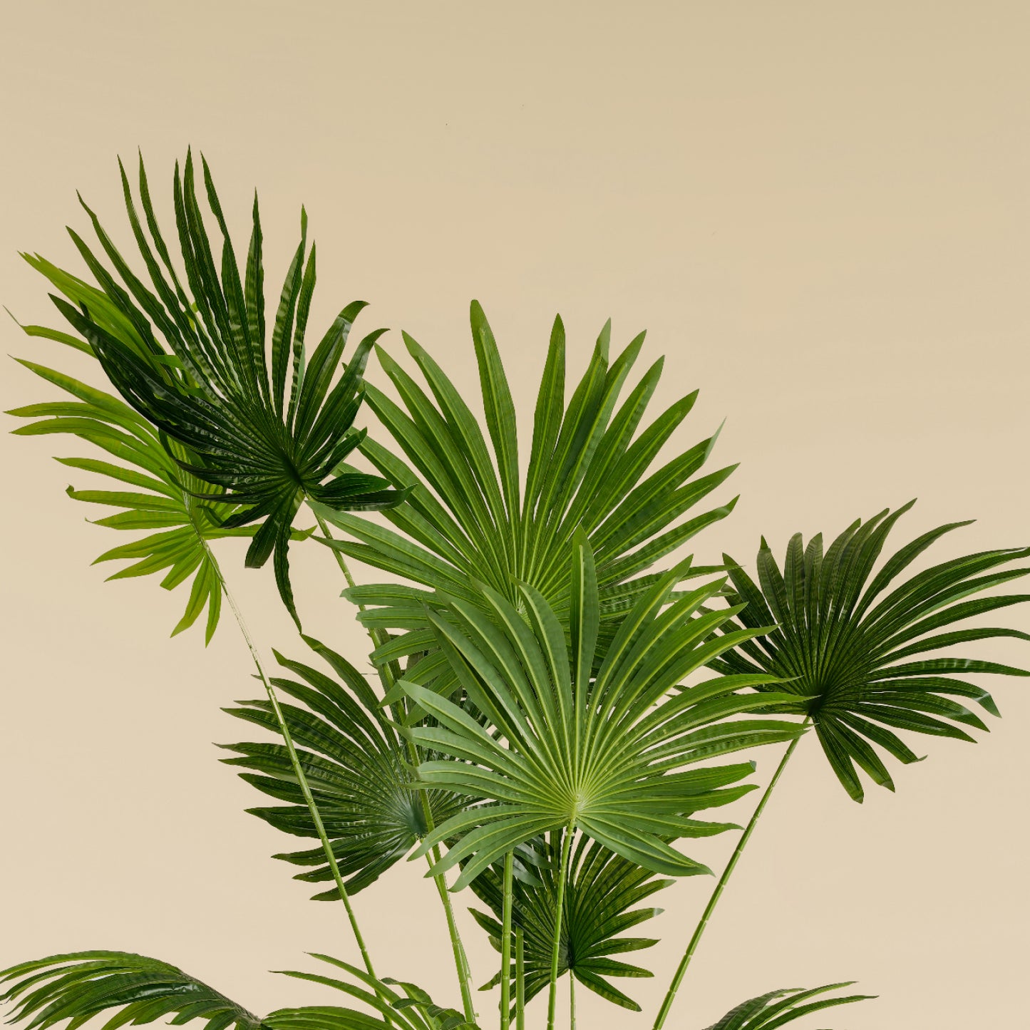 Fan Palm (11 leaves)
