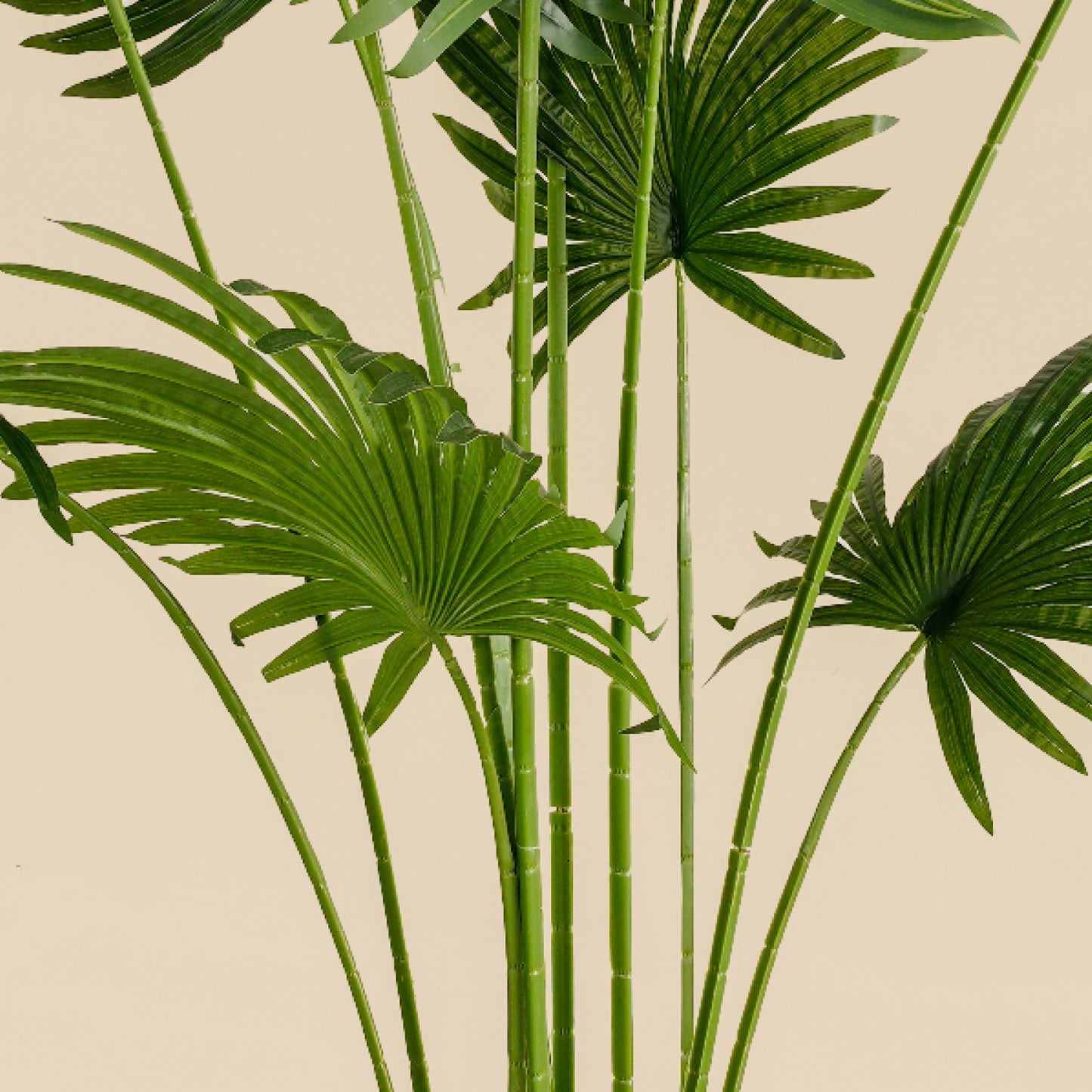 Fan Palm (11 leaves)