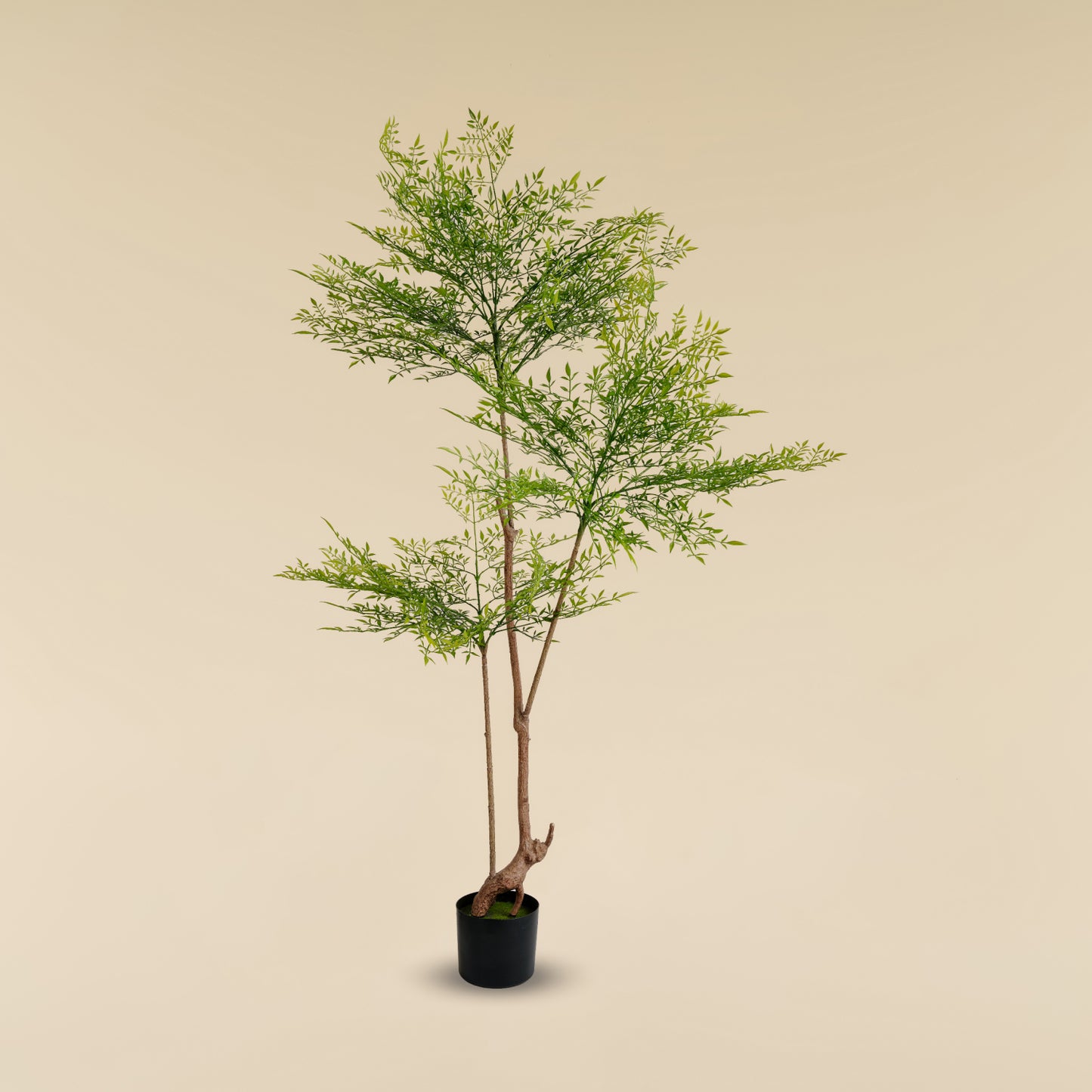Heavenly Bamboo (Spring - 6.4 feet)