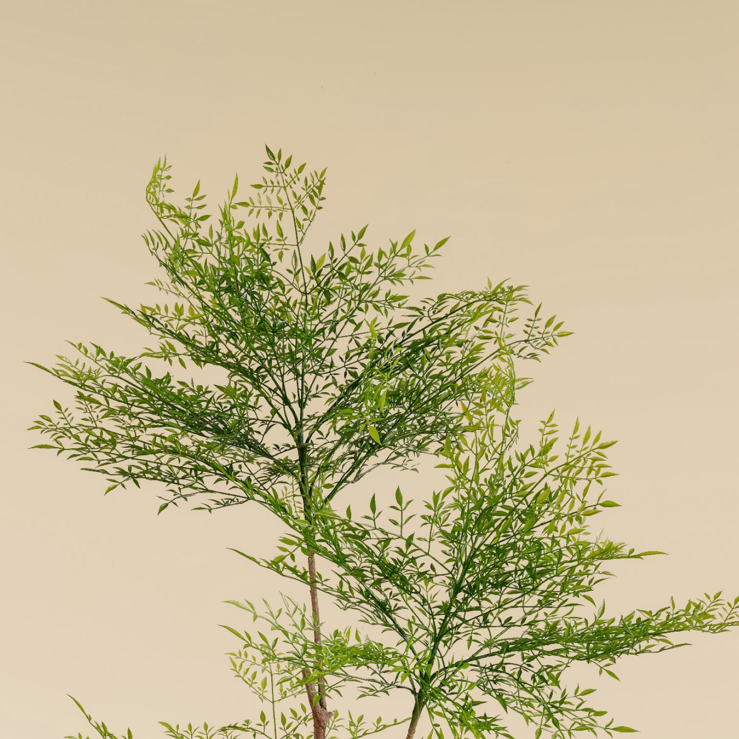 Heavenly Bamboo (Spring - 6.4 feet)