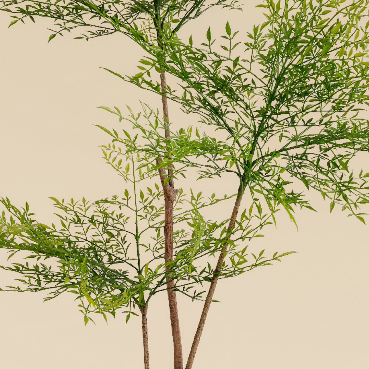 Heavenly Bamboo (Spring - 6.4 feet)