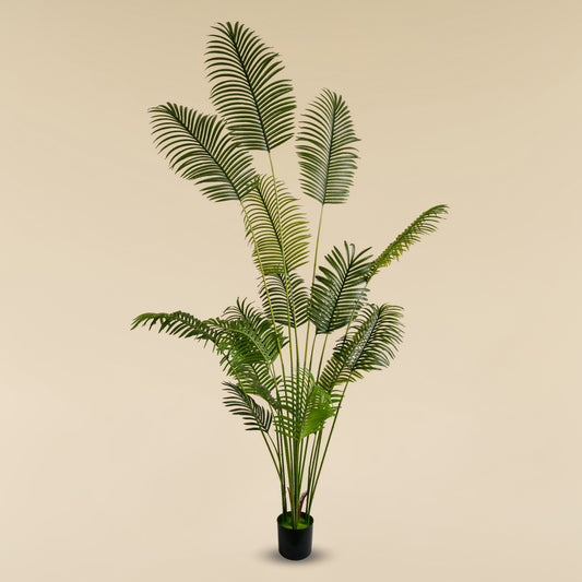 Areca Palm (18 leaves)