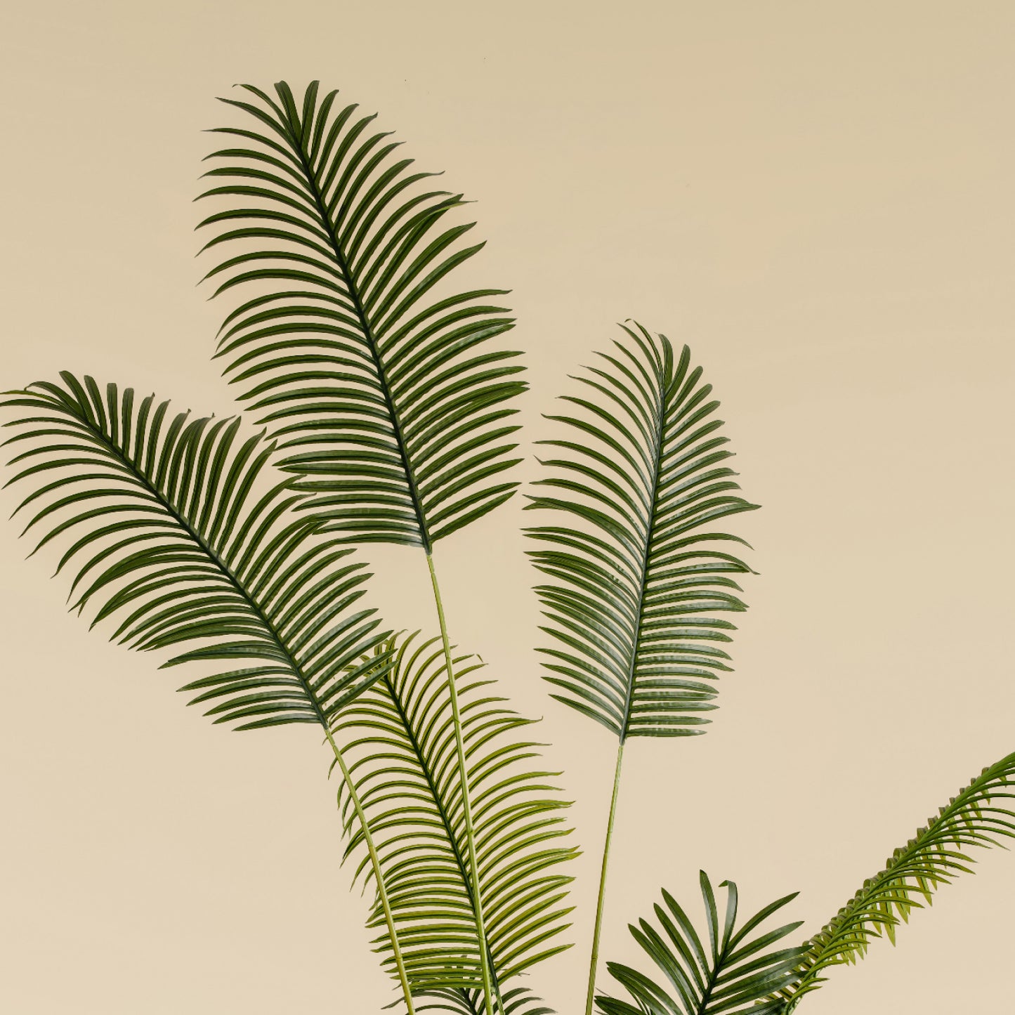 Areca Palm (18 leaves)