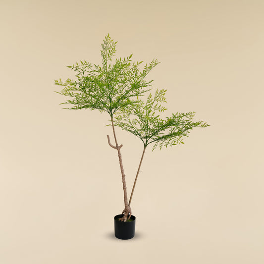 Heavenly Bamboo (Spring - 4.3 Feet)