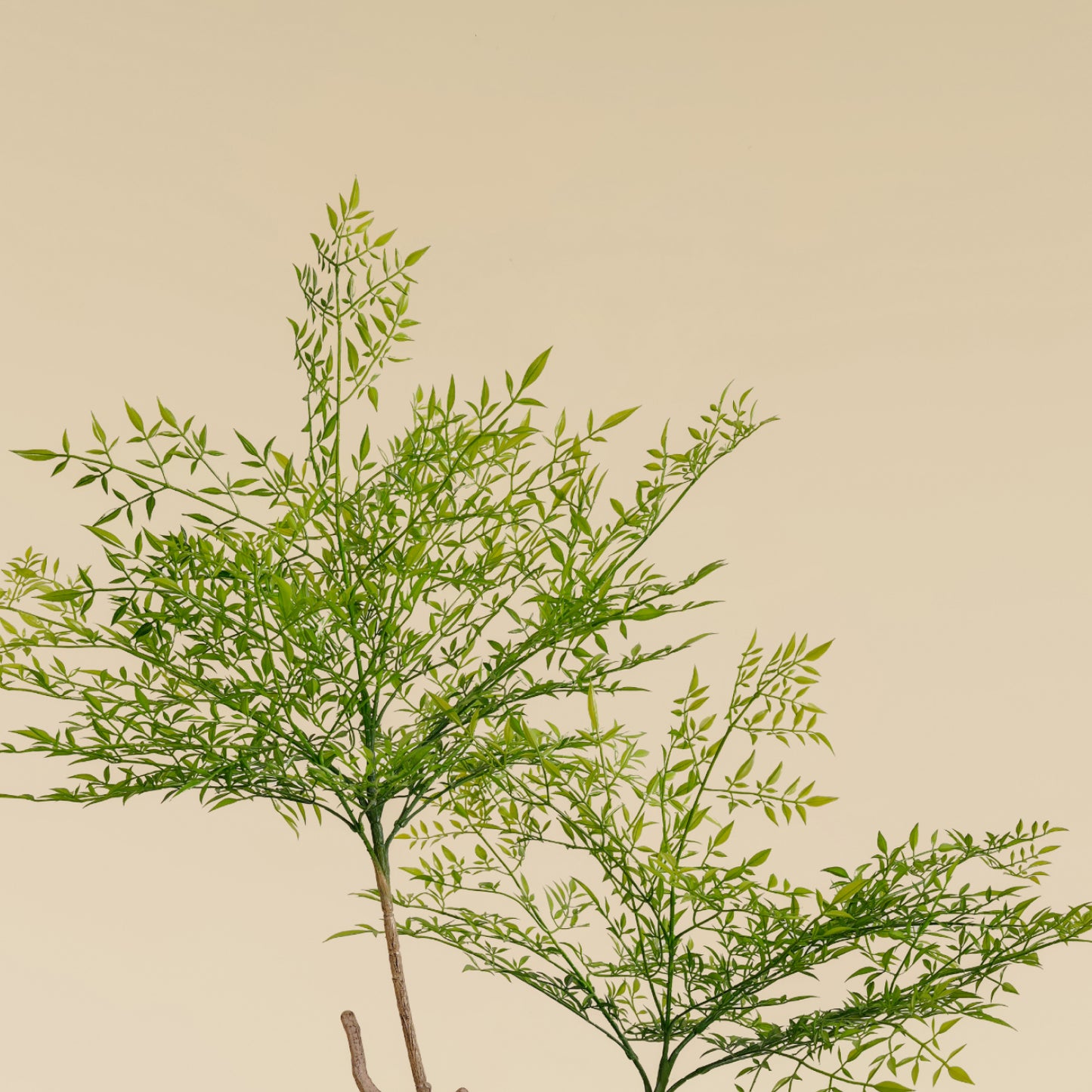 Heavenly Bamboo (Spring - 4.3 Feet)