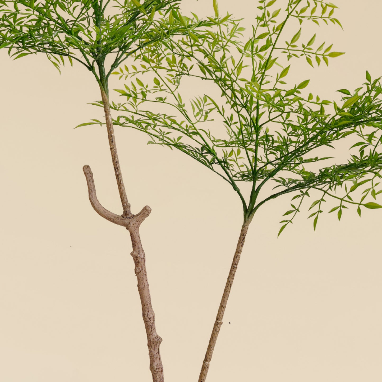 Heavenly Bamboo (Spring - 4.3 Feet)