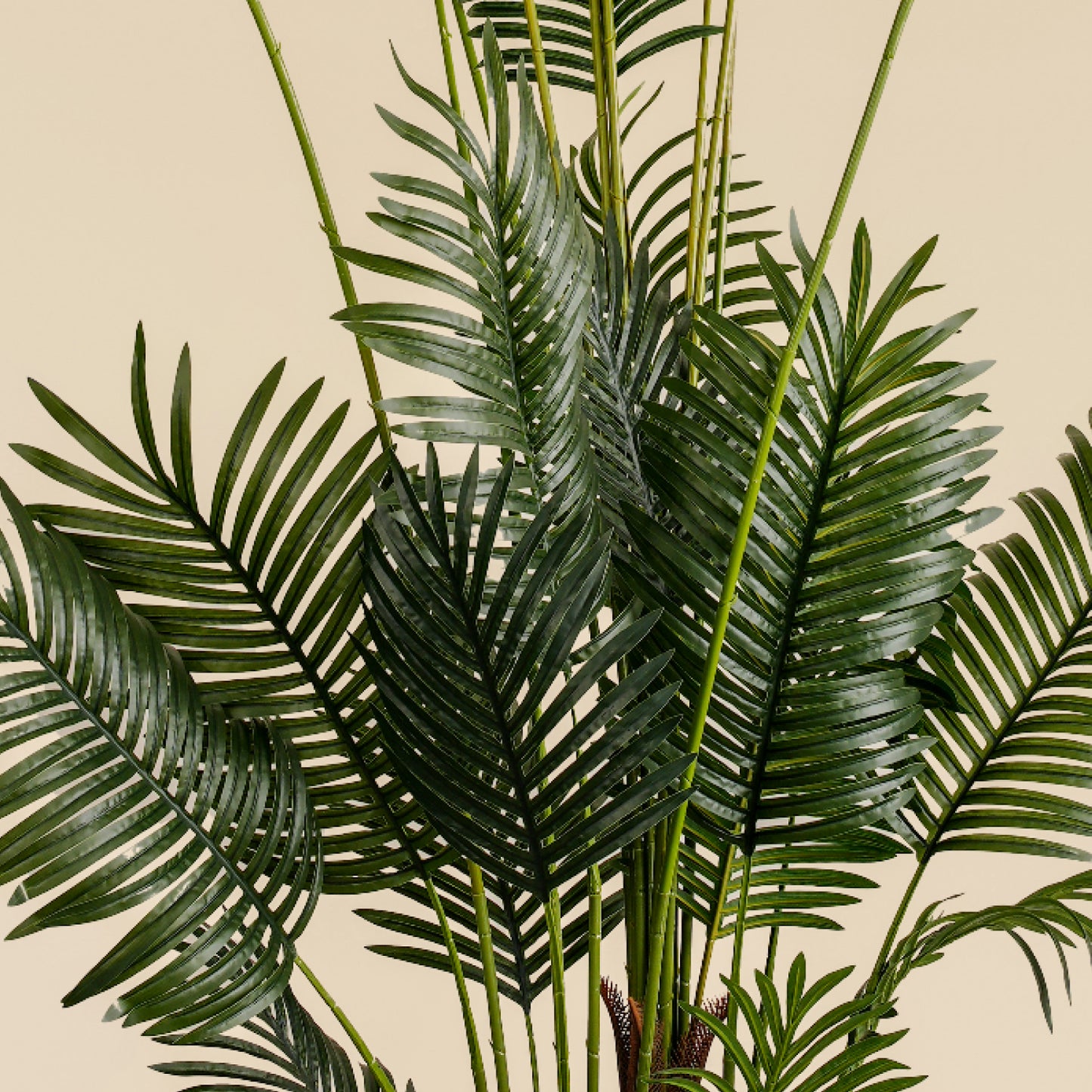 Areca Palm (24 leaves)