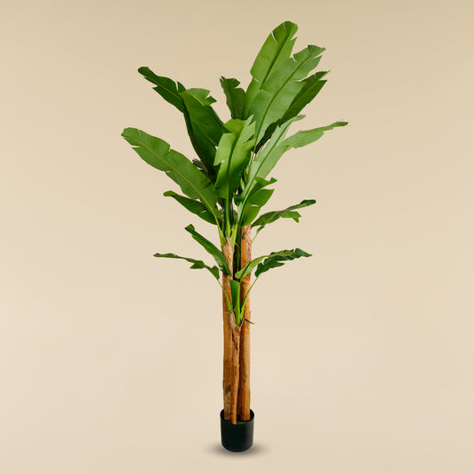 Banana Tree (29 Leaves)