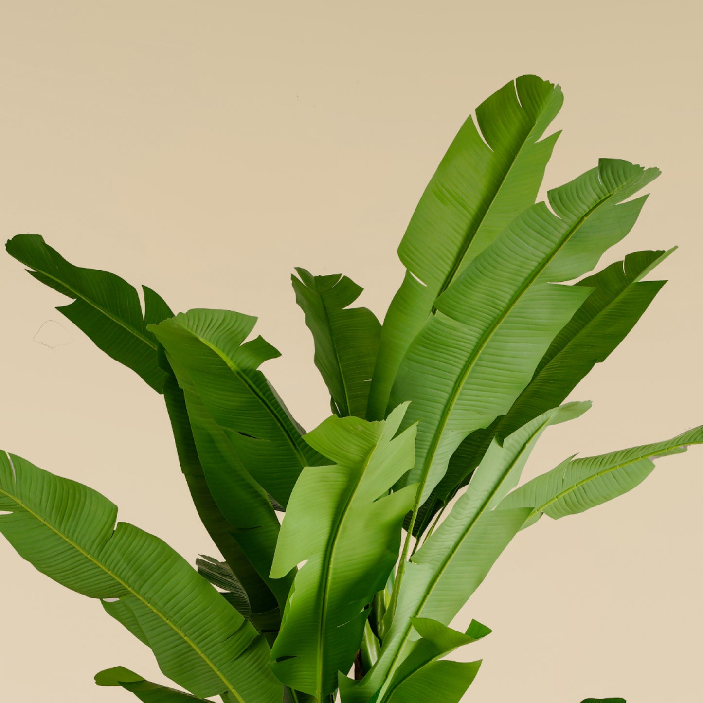 Banana Tree (29 Leaves)