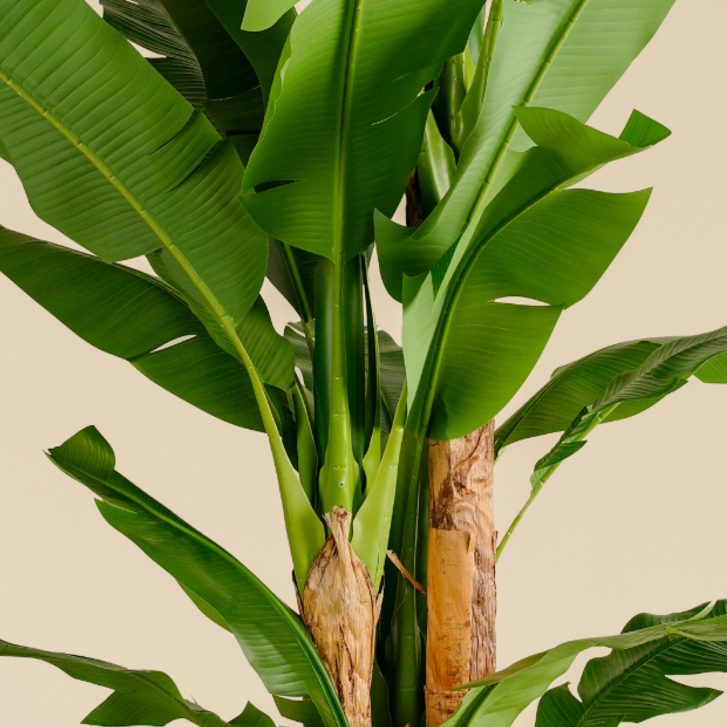Banana Tree (29 Leaves)