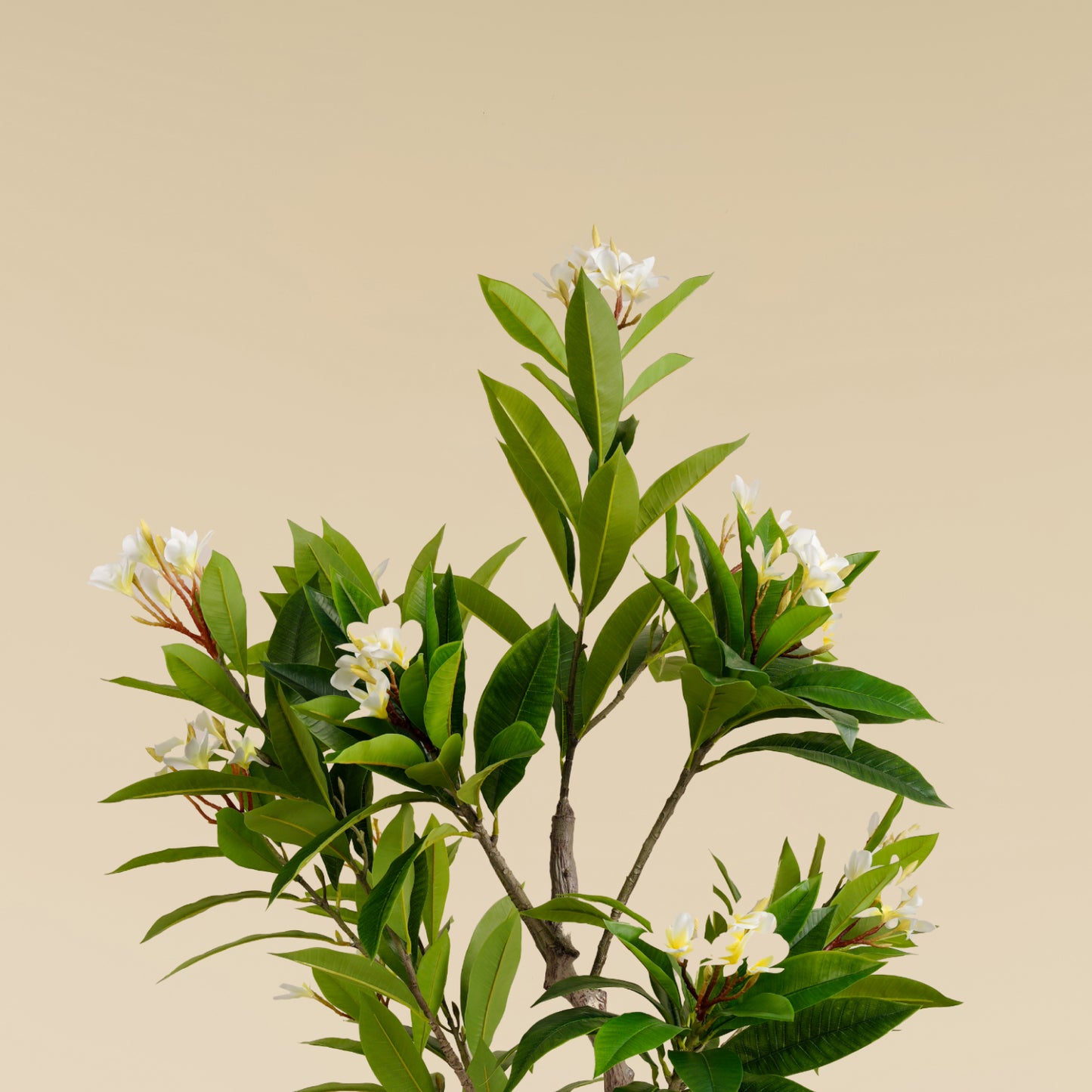 Artificial Frangipani Tree (170 CM)