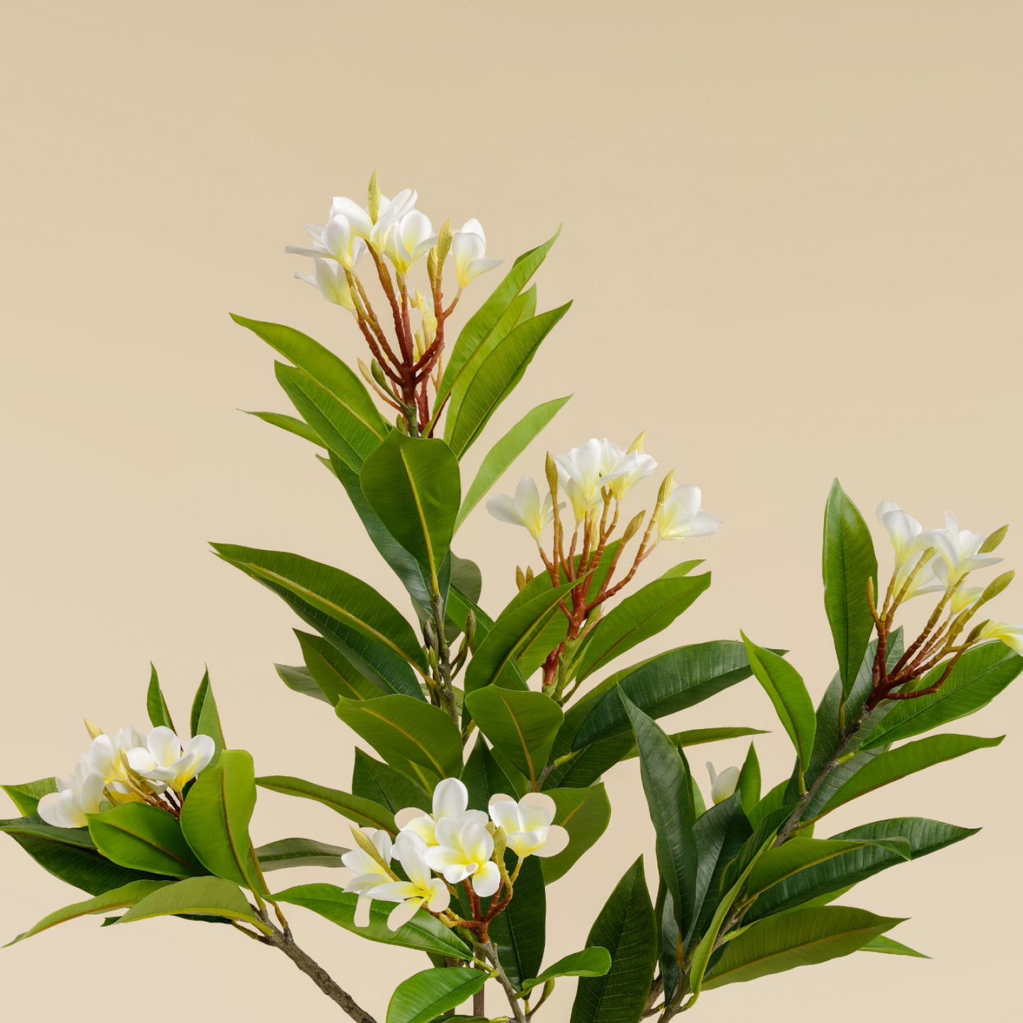 Artificial Frangipani Tree (120 CM)