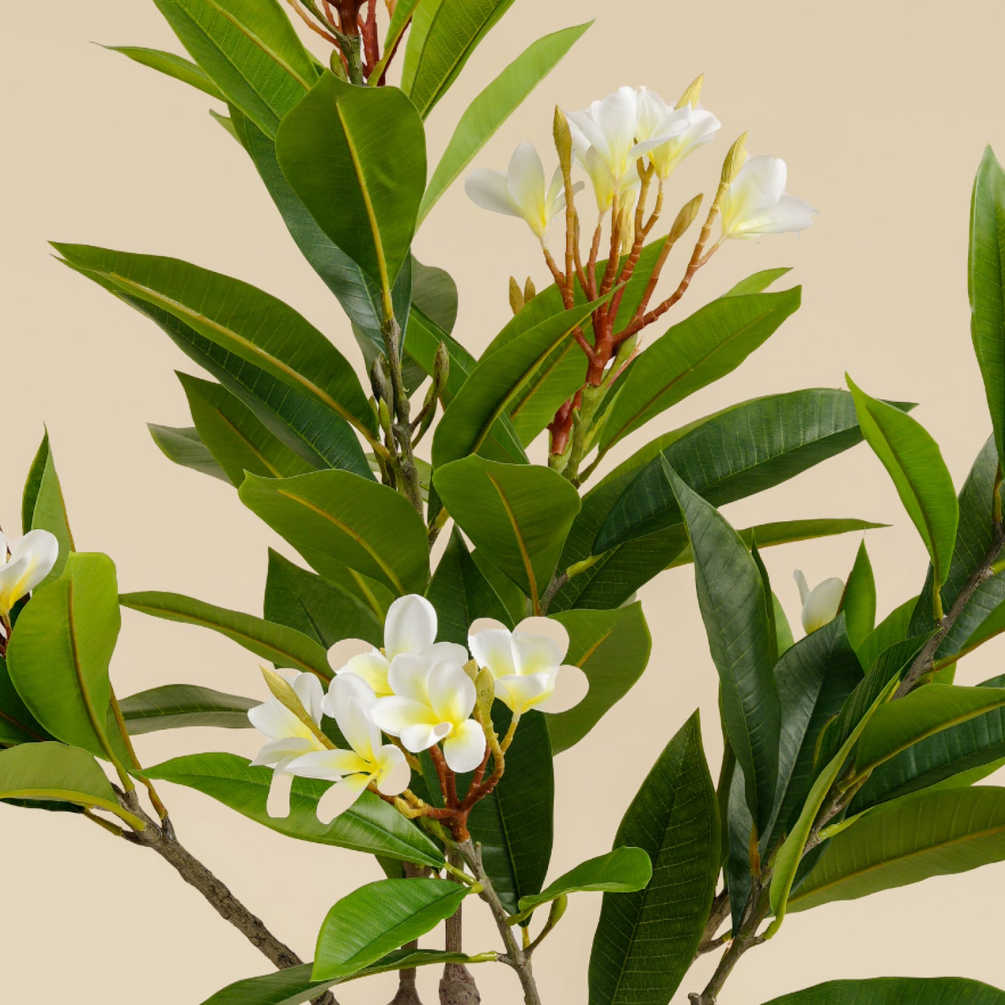 Artificial Frangipani Tree (120 CM)