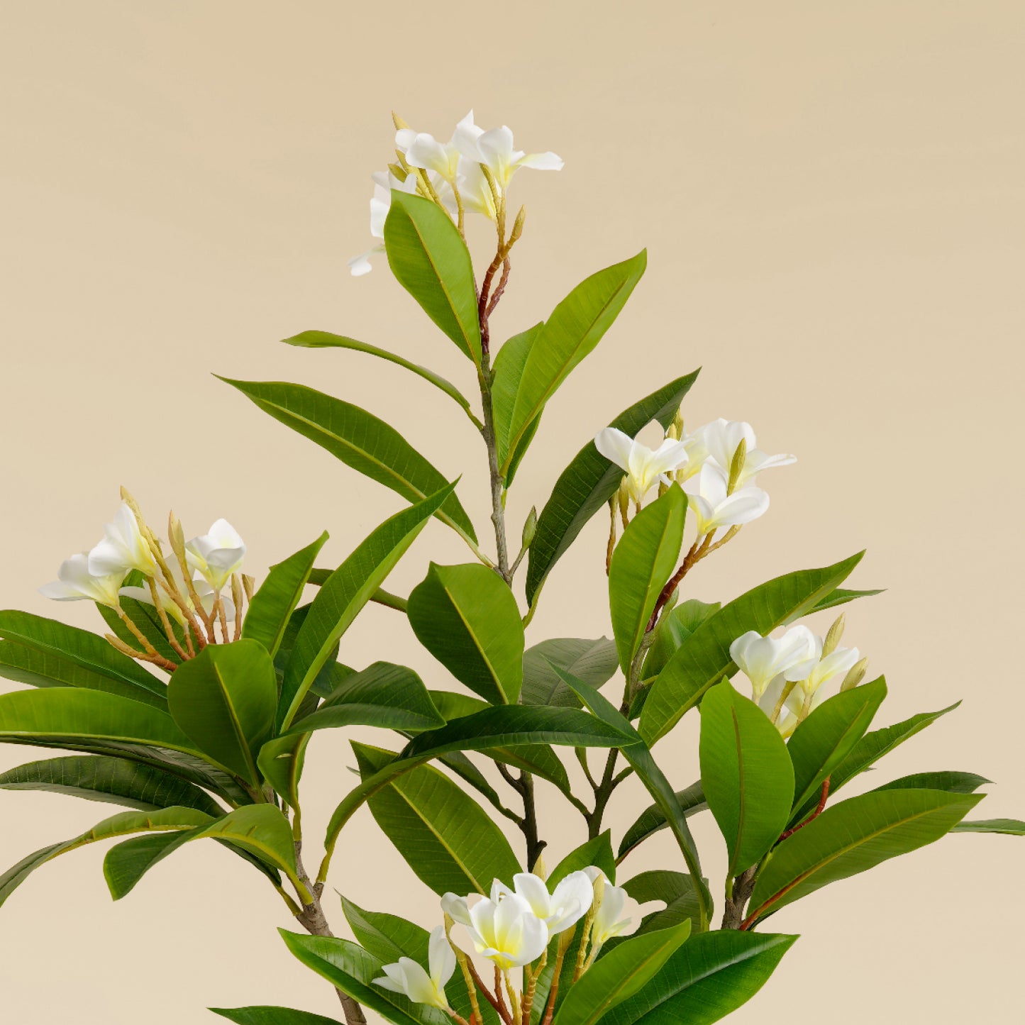 Artificial Frangipani Tree 110 CM (White)
