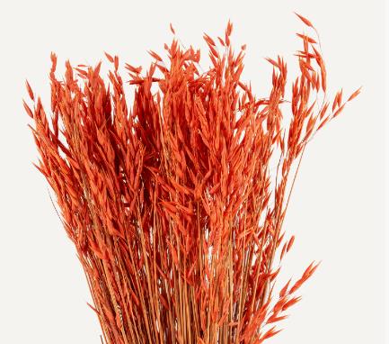 Dried Botanical - Avoine Rose (orange)