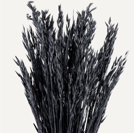 Dried Botanical - Avoine Rose (black)