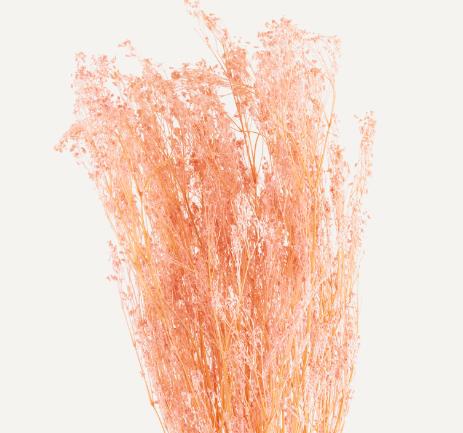 Dried Gypsophile Paniculata Rose