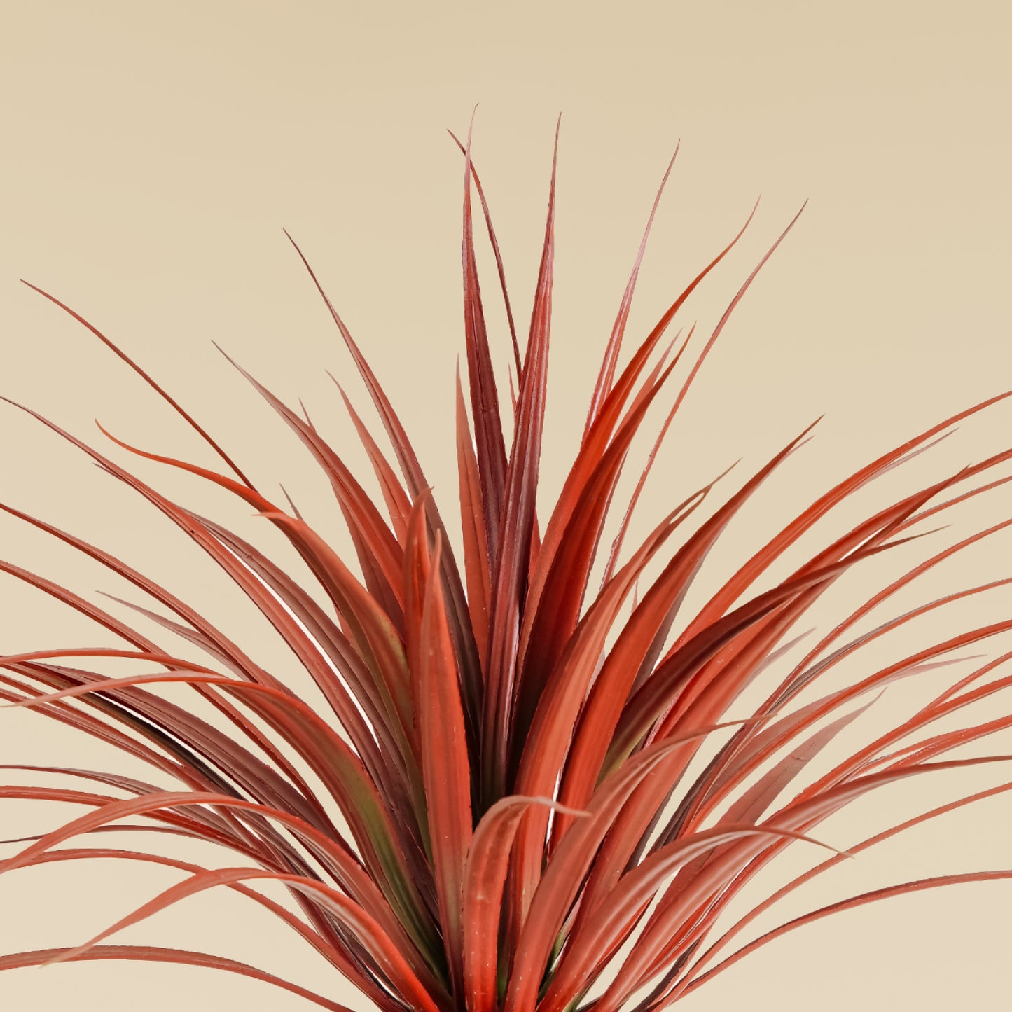 Red Yucca ( 70 Leaves)