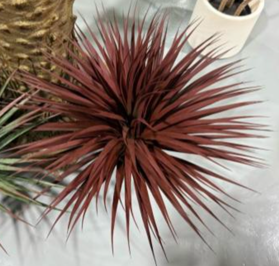 Red Yucca Plant (170 Leaves)
