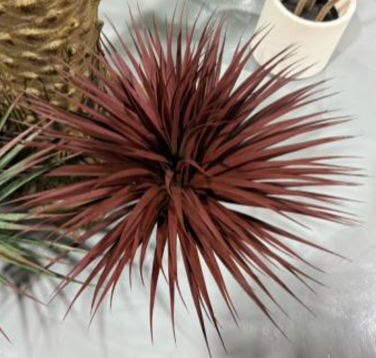 Red Yucca Plant (170 Leaves)