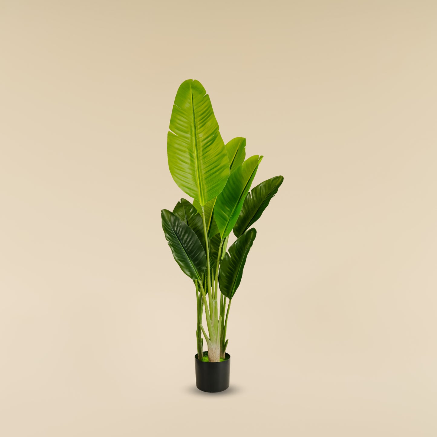 Traveller's Palm (9 Leaves)