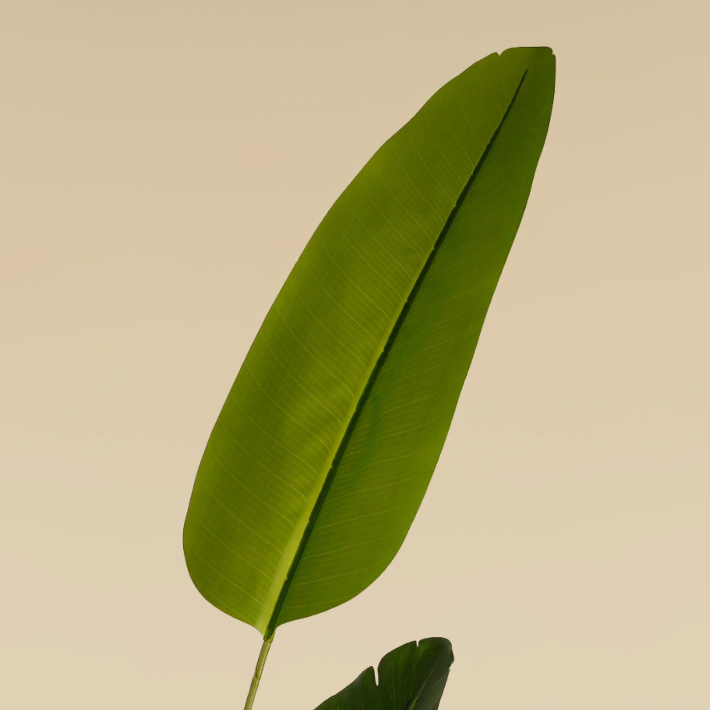 Traveller's Palm (12 Leaves)
