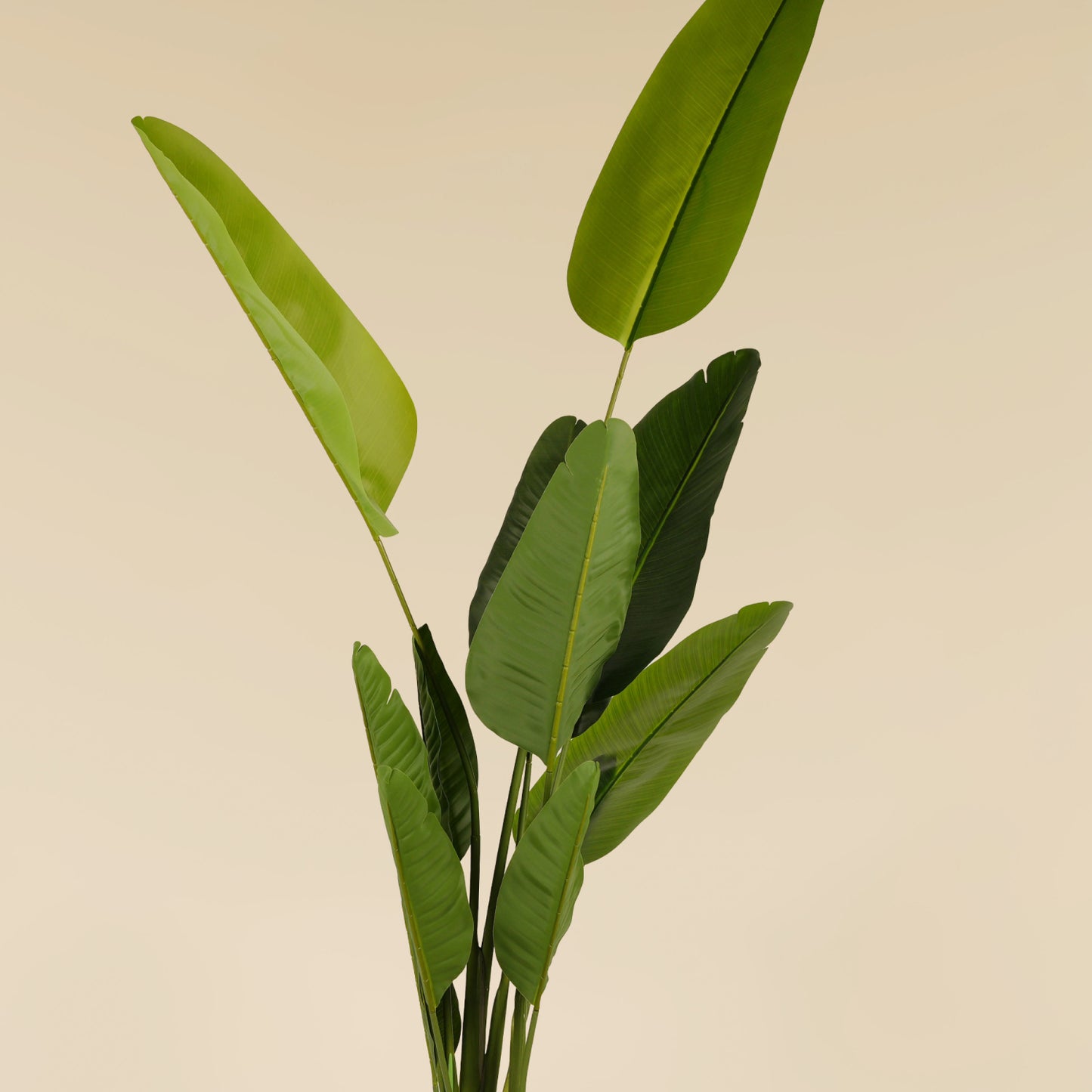 Traveller's Palm (11 Leaves)