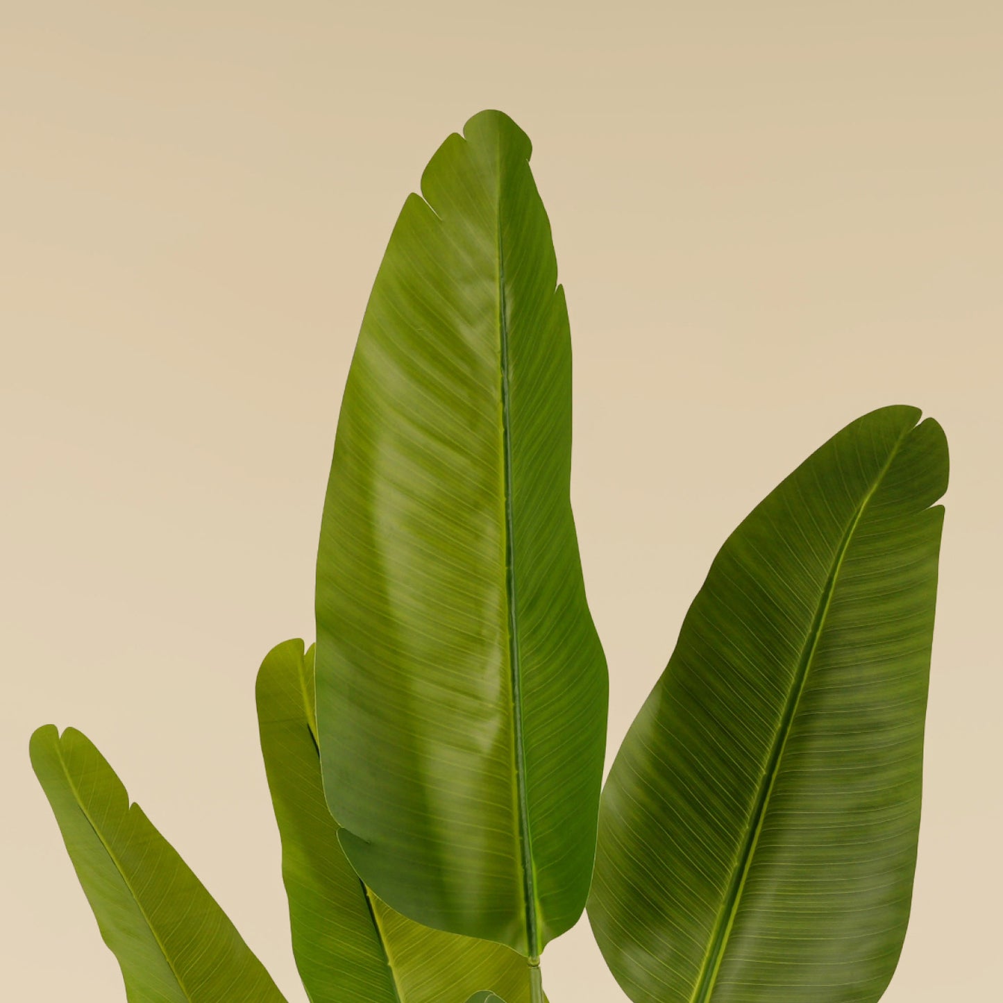 Traveller's Palm (10 Leaves)