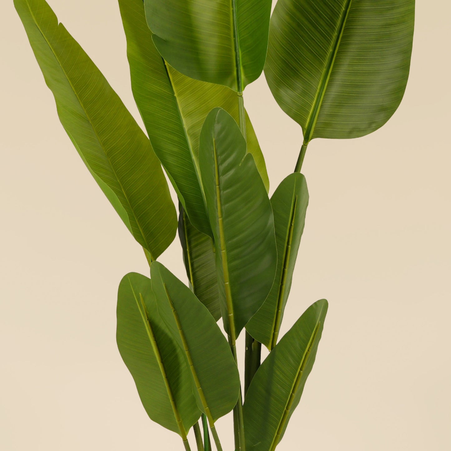 Traveller's Palm (10 Leaves)